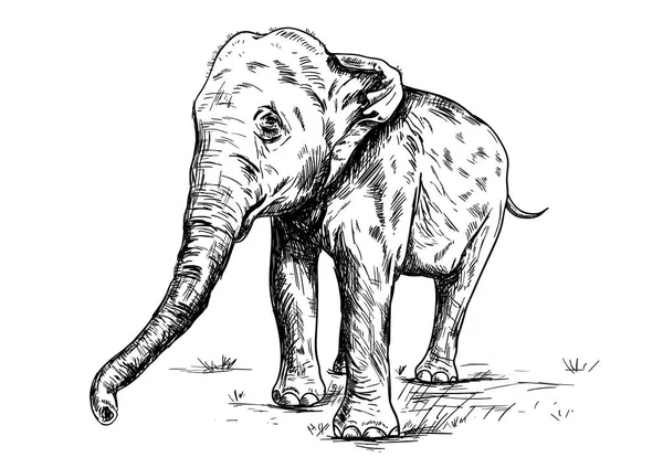 Vieux gros éléphant sur le fond blanc . — Image vectorielle
