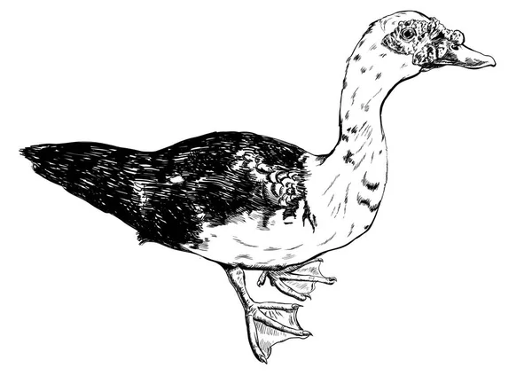 Vecteur de canard dessiné à la main sur fond blanc . — Image vectorielle
