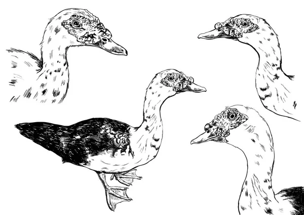 Vecteur de canard dessiné à la main sur fond blanc . — Image vectorielle