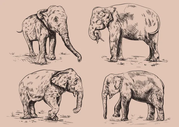 Vieux gros éléphant posé sur le fond beige . — Image vectorielle