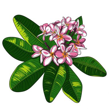Plumeria çiçek ve Frangipani illüstrasyon.