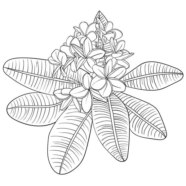 Illustration avec plumeria Fleurs et Frangipani. linéaire — Image vectorielle