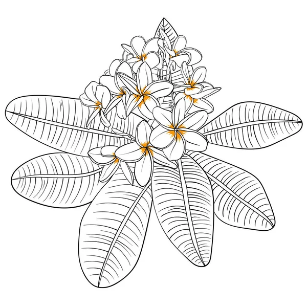 Ilustración con plumeria Flores y Frangipani. lineal — Archivo Imágenes Vectoriales