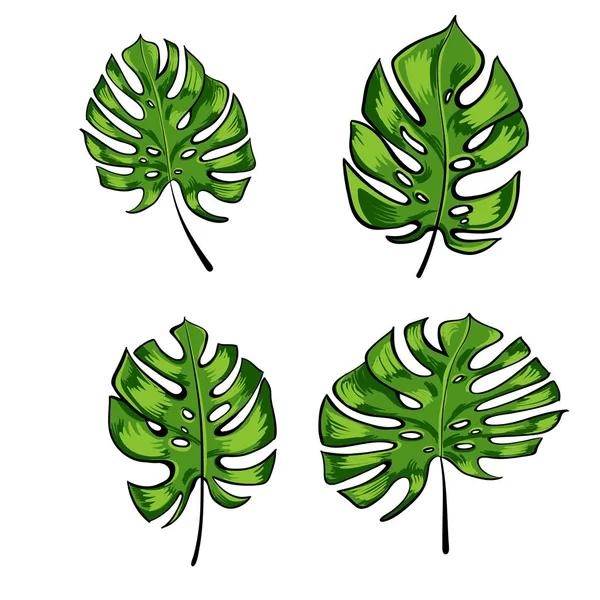 Hojas tropicales exóticas de hojas de monstera aisladas en vector blanco . — Archivo Imágenes Vectoriales