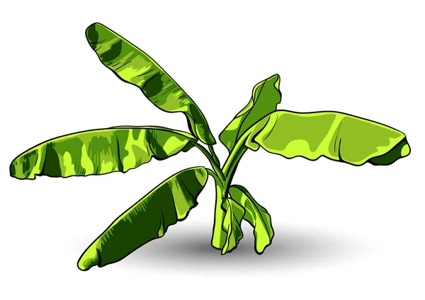 Banana leaf vector geïsoleerd op witte achtergrond. — Stockvector