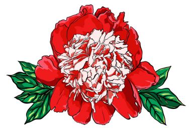 Elle çizilmiş Şakayık çiçeği vektör çizim üzerinde beyaz.