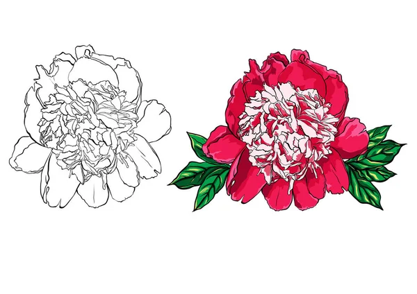 Hand getekende peony bloem vectorillustratie ingesteld op wit. — Stockvector