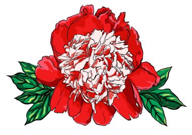 Elle çizilmiş Şakayık çiçeği vektör çizim üzerinde beyaz.