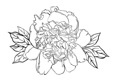 Elle çizilmiş Şakayık alt vektör çizim üzerinde beyaz.