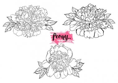 Elle çizilmiş Şakayık çiçeği vektör çizim ayarla.