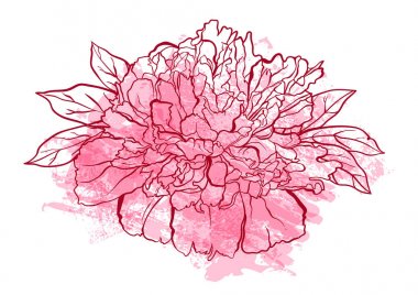 Şakayık çiçeği vektör çizim el çekilmiş.