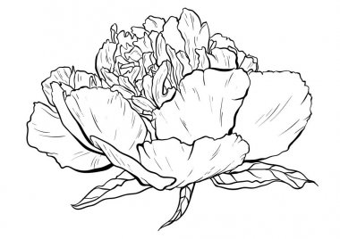 Şakayık alt vektör çizim el çekilmiş.