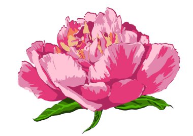 Şakayık çiçeği vektör çizim el çekilmiş.