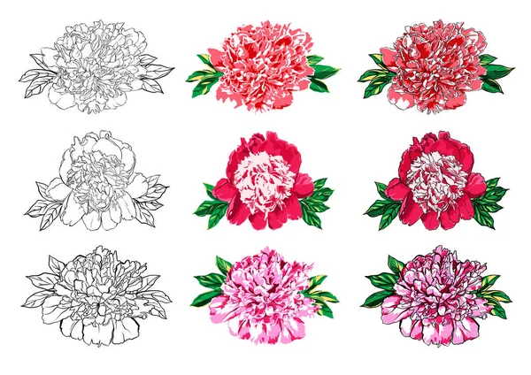 Hand getekende peony bloem vector illustratie ingesteld op wit. — Stockvector