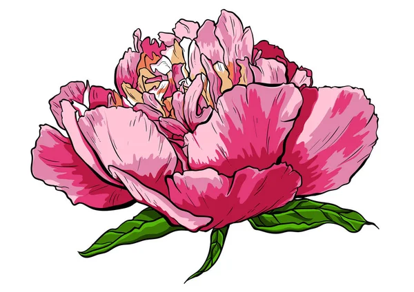 Şakayık çiçeği vektör çizim el çekilmiş.