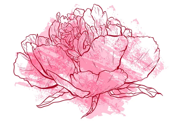 Ręcznie rysowane piwonia kwiat wektor ilustracja. — Wektor stockowy