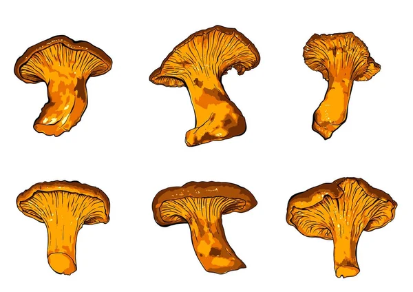 Ilustración vectorial de varios hongos Chanterelle — Vector de stock