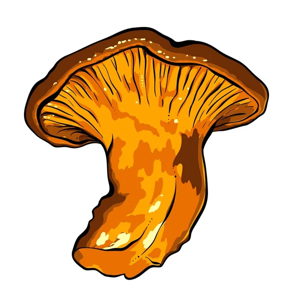 Ilustración vectorial de varios hongos Chanterelle — Vector de stock