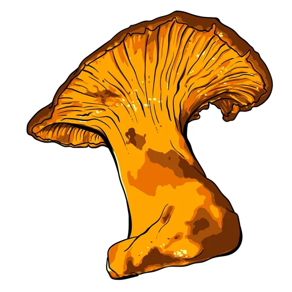 Ilustración vectorial de varios hongos Chanterelle — Archivo Imágenes Vectoriales