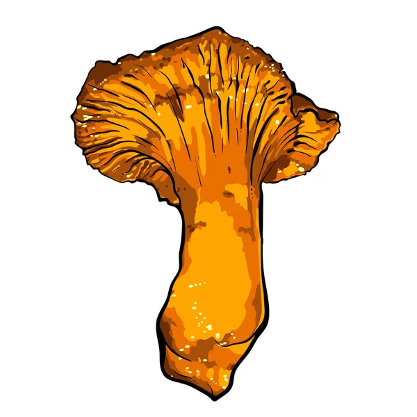 Vektorillustration verschiedener Pilze Pfifferlinge — Stockvektor