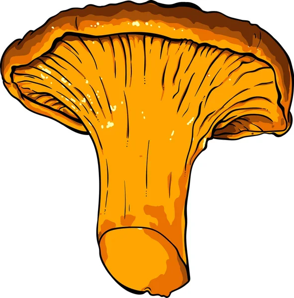 Illustrazione vettoriale di vari funghi Chanterelle — Vettoriale Stock