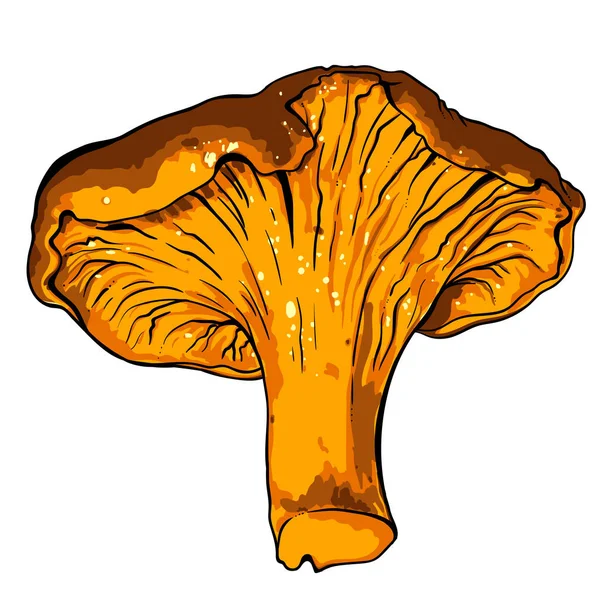 Ilustração vetorial de vários fungos Chanterelle —  Vetores de Stock