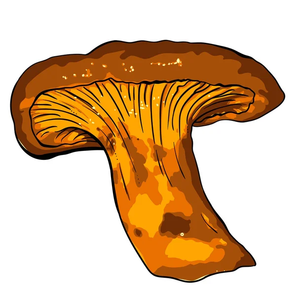 çeşitli mantar Cantharellus cibarius vektör çizim