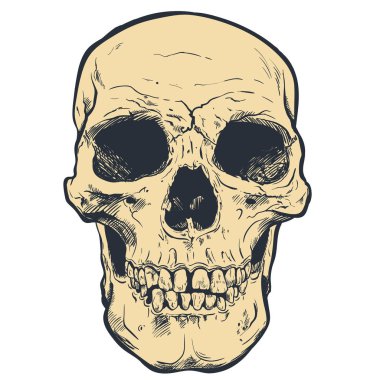 İnsan kafatası vektör sanat. Elle çizilmiş illüstrasyon.