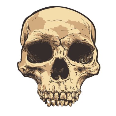 İnsan kafatası vektör sanat. Elle çizilmiş illüstrasyon.