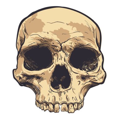 İnsan kafatası vektör sanat. Elle çizilmiş illüstrasyon.