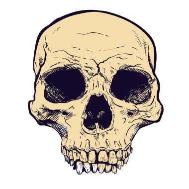 İnsan kafatası vektör sanat. Elle çizilmiş illüstrasyon.