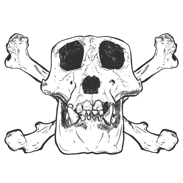 Illustration d'un crâne de singe sur fond. Vecteur . — Image vectorielle