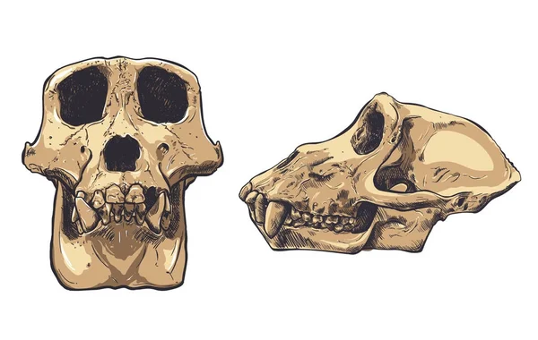 Иллюстрация обезьяньего черепа на заднем плане. Вектор . — стоковый вектор