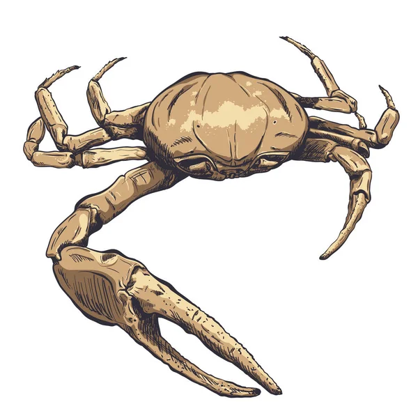 Illustrazione con un grande granchio-fantasma disegnato a mano su sfondo chiaro. Ocypode sp . — Vettoriale Stock