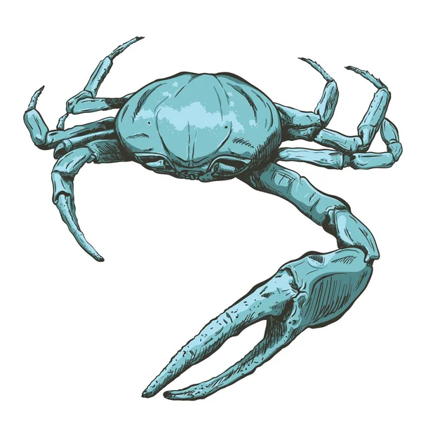 Ilustración con un gran cangrejo-fantasma azul dibujado a mano sobre un fondo claro. Ocypode sp. . — Vector de stock