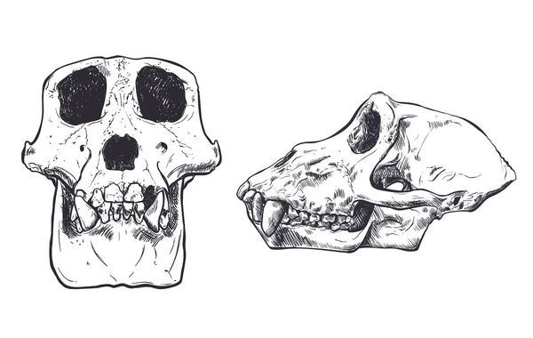 Ilustracja małpa czaszki na tle. Wektor. — Wektor stockowy