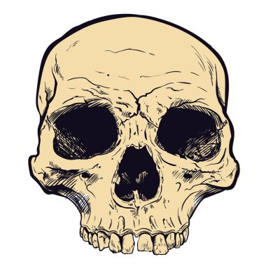 İnsan kafatası vektör sanat. Elle çizilmiş illüstrasyon.