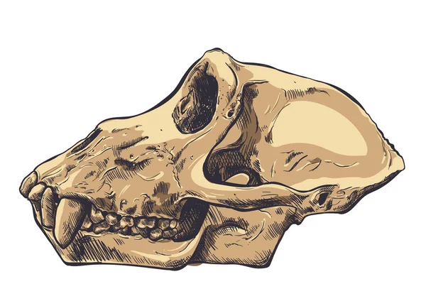 배경에 원숭이 두개골의 그림입니다. 벡터. — 스톡 벡터
