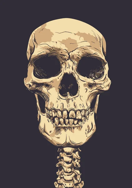 Векторное искусство черепа человека. Ручная иллюстрация . — стоковый вектор