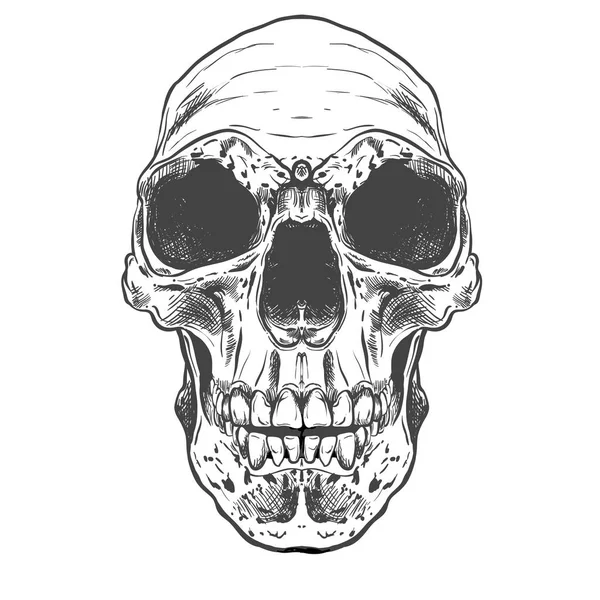 Menselijke schedel Vector kunst. Hand getekende illustratie. — Stockvector