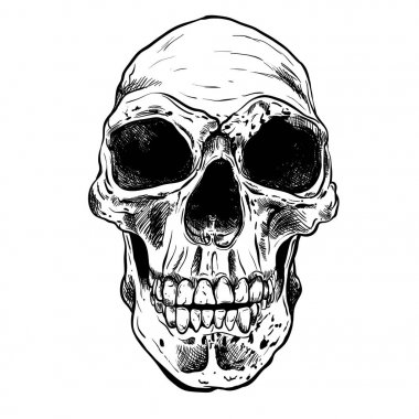 İnsan kafatası vektör sanat. Elle çizilmiş illüstrasyon.