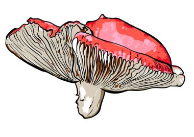 Mantar russula çizilmiş vektör çizim el.