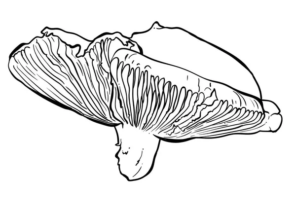 Illustrazione vettoriale disegnata a mano di un fungo russula . — Vettoriale Stock