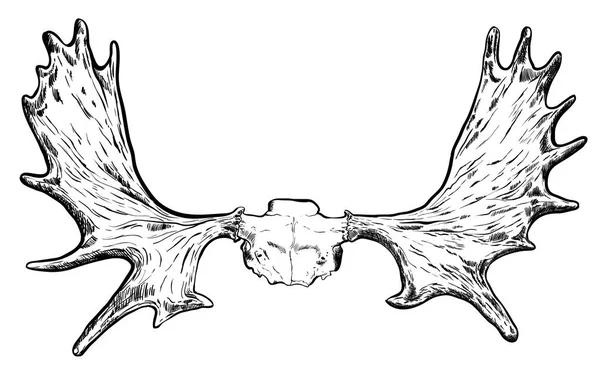 Εικονογράφηση των ελαφιών συρμένο χέρι Horns.Vector Eps — Διανυσματικό Αρχείο