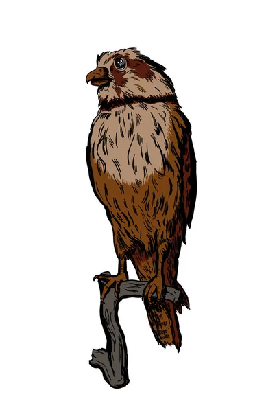 Oiseau vecteur dessiné à la main sur blanc assis sur une branche — Image vectorielle