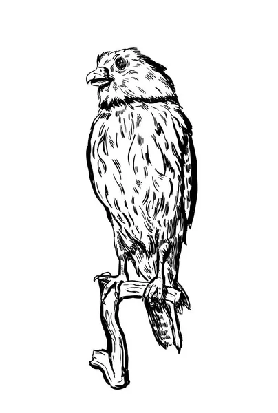 Векторная птица ручной работы на белом сидя на ветке — стоковый вектор