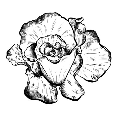 Son derece ayrıntılı el çizilmiş gül beyaz arka plan üzerinde izole Illustration. Vektör