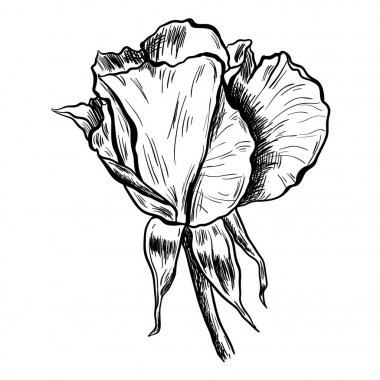 Son derece ayrıntılı el çizilmiş gül beyaz arka plan üzerinde izole Illustration. Vektör