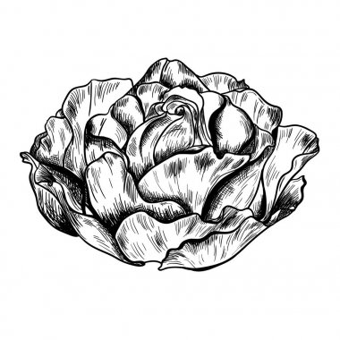 Son derece ayrıntılı el çizilmiş gül beyaz arka plan üzerinde izole Illustration. Vektör