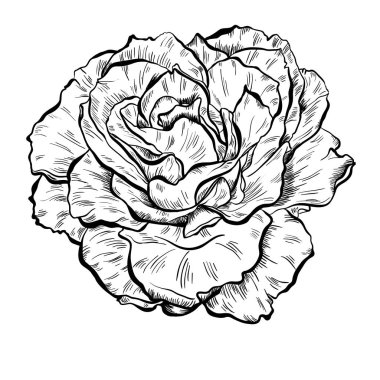 Son derece ayrıntılı el çizilmiş gül beyaz arka plan üzerinde izole Illustration. Vektör